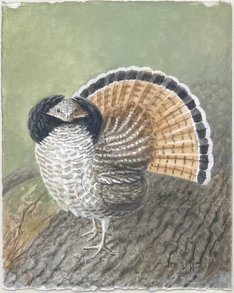 George Sutton Watercolor - Ruffed Grouse