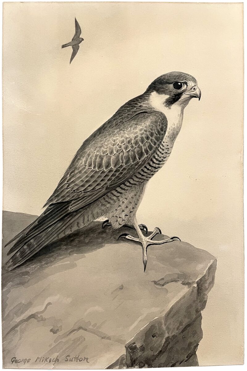 George Sutton Watercolor - Peregrine Falcon