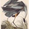 Audubon Havell Ed. Pl 211, Great Blue Heron