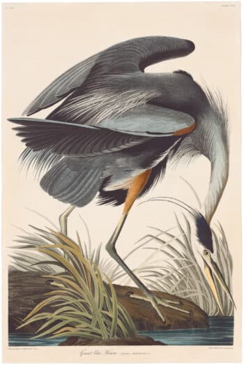 Audubon Havell Ed. Pl 211, Great Blue Heron