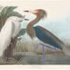 Audubon Havell Ed. Pl 256, Purple Heron