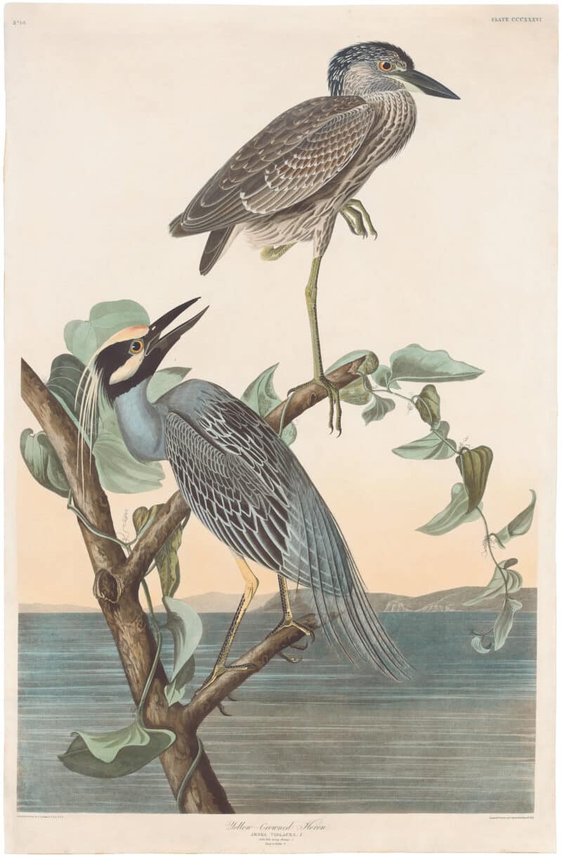 Audubon Havell Ed. Pl 336, Yellow-crowned Heron