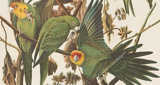 Audubon Bien Ed Plate 278 Carolina Parrot