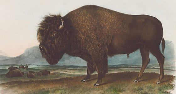 Audubon Bowen Edition Pl 56 - American Bison