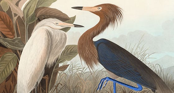 Audubon Havell Edition Pl-256 - Reddish Egret