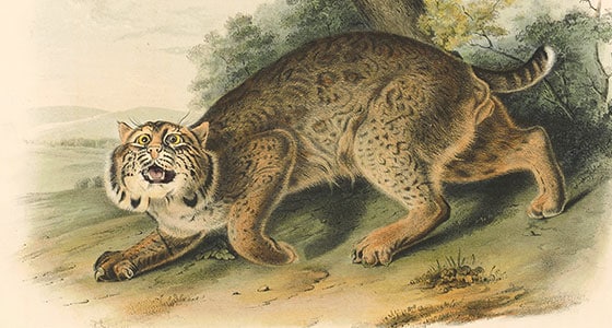 Audubon Octavo Plate 1 - Wild Cat