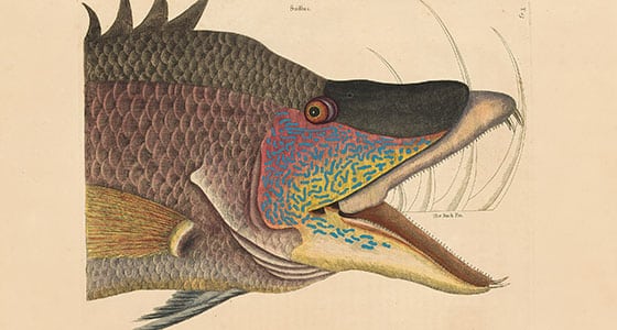 Catesby 1754 Edition Vol 2 Pl 15 - Hog Fish