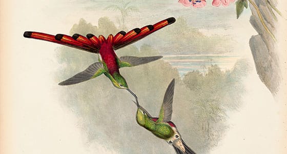 Gould Hummingbirds Pl 174