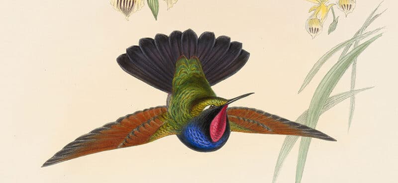 Gould Hummingbirds Pl. 61 De Rhams Garnet