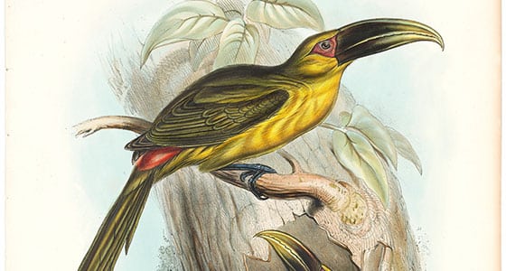 Gould Toucans 1st Ed, Pl. 20, Saffron-coloured Aracari