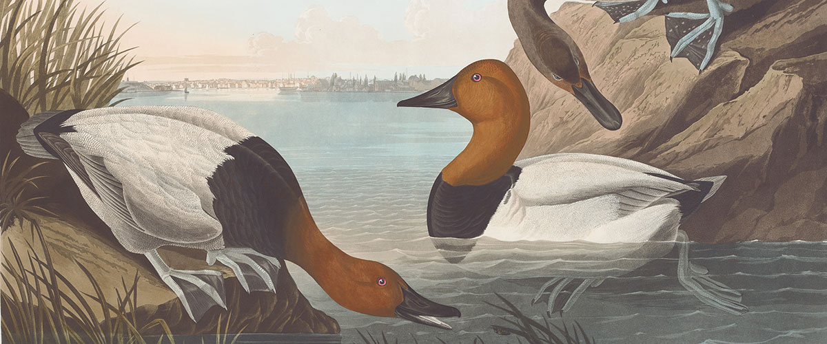 Audubon Havell Edition Pl-301 Canvas back Duck