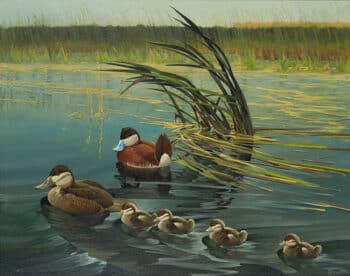 Francis Lee Jaques Oil on Canvas - Ruddy Duck