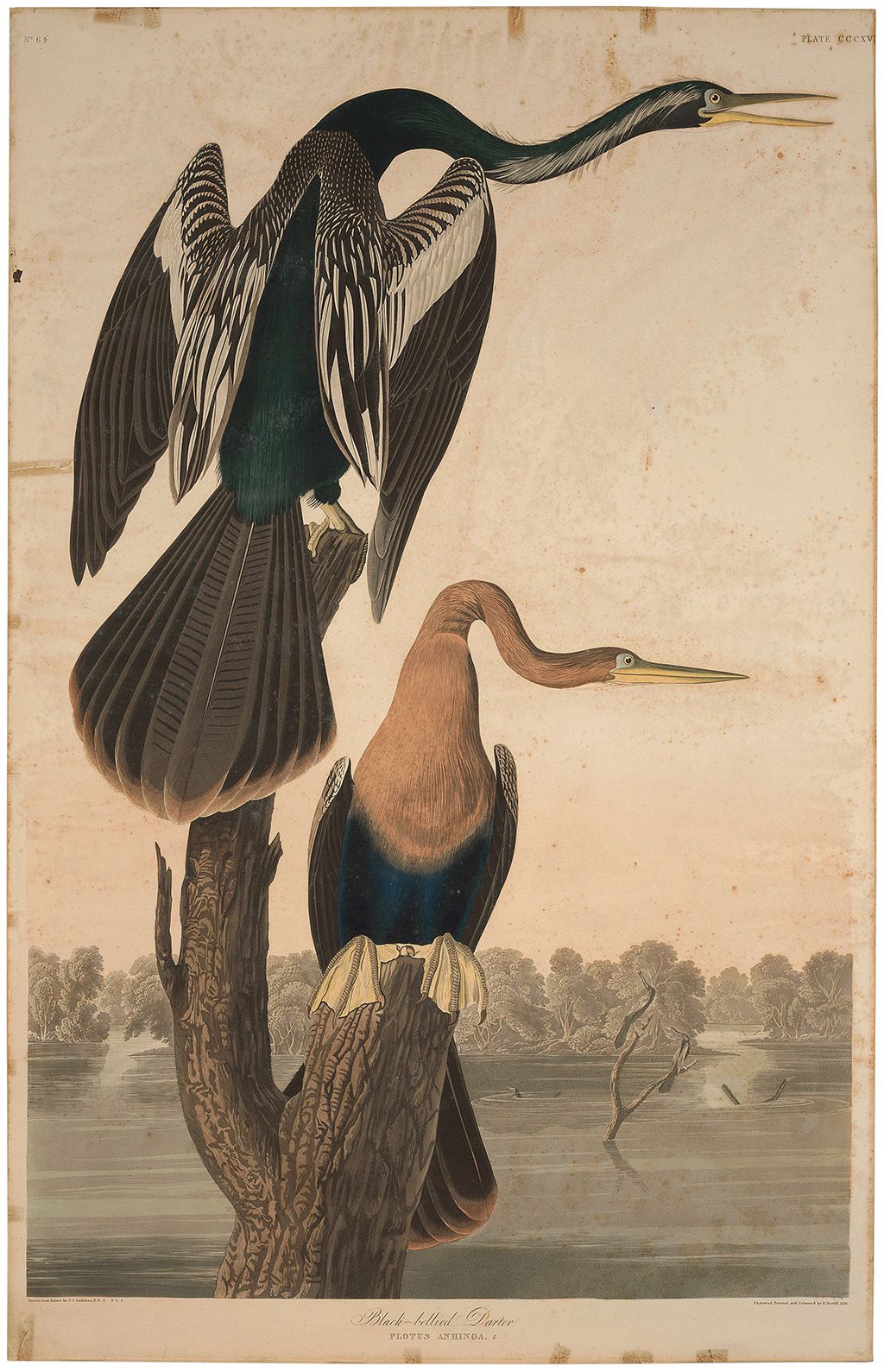 This Havell Edition Audubon hand-colored aquatint engraving was brought back to life after removing the improper repairs to the tears.