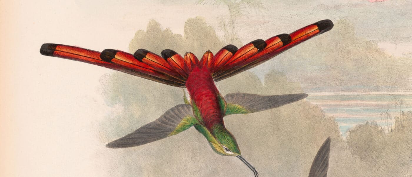 Gould's HUmmingbirds are considered the crowning achievement of his career