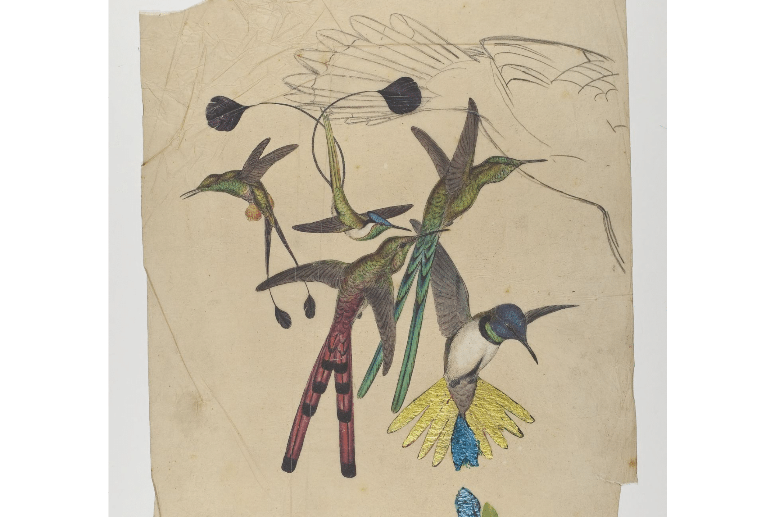 Gould experimented with gold leaf on his hummingbird prints