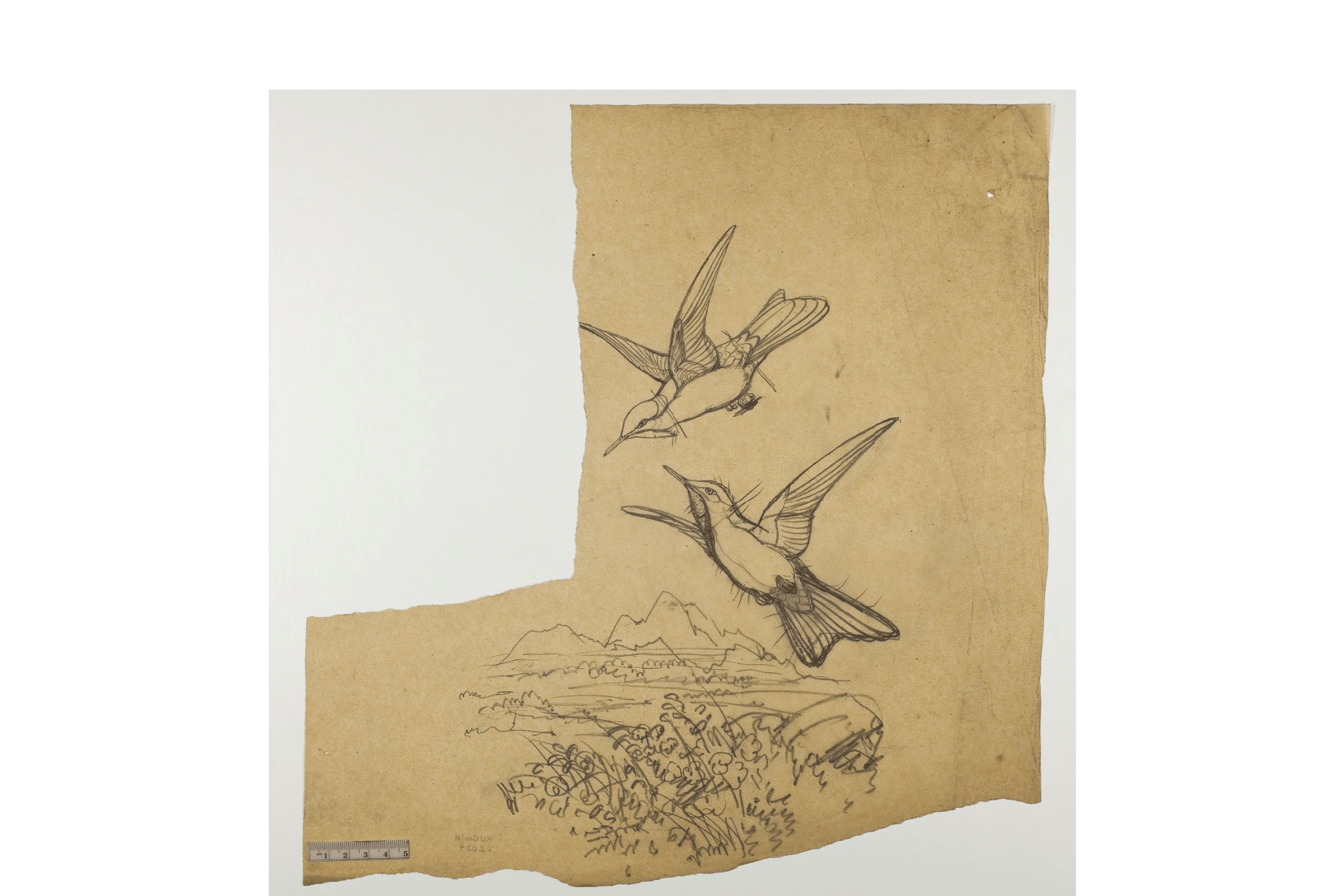 Preliminary sketches were drawn before the imagery was transferred to the lithography stone