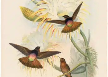 Family of Hummingbirds - Oppenheimer Editions