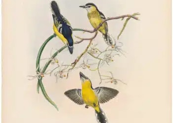 Birds of Asia - Antique Originals