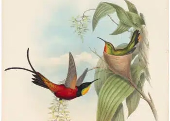 Family of Hummingbirds - Antique Originals