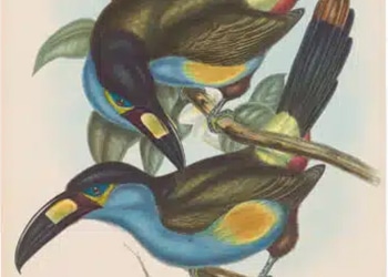 Family of Toucans – Antique Originals