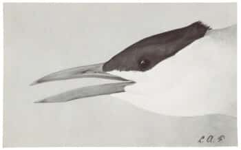 Louis Agassiz Fuertes Original Watercolor - Caspian Tern