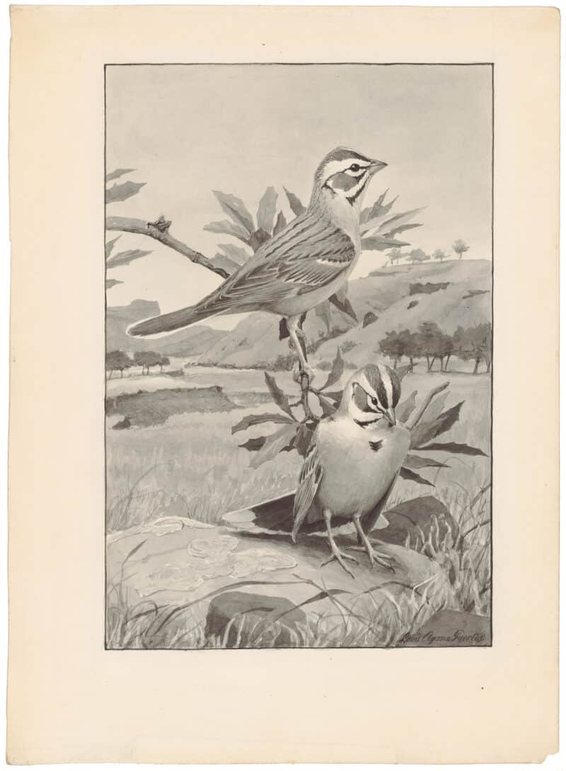 Louis Agassiz Fuertes Original Watercolor - Lark Sparrow