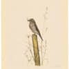 Louis Agassiz Fuertes Original Watercolor - Fly Catcher