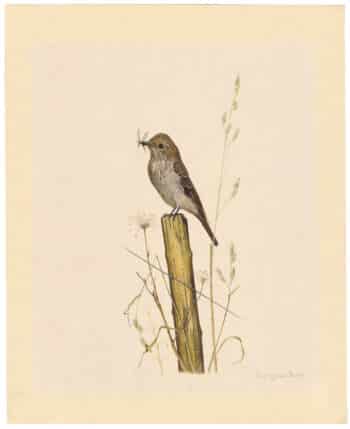 Louis Agassiz Fuertes Original Watercolor - Fly Catcher