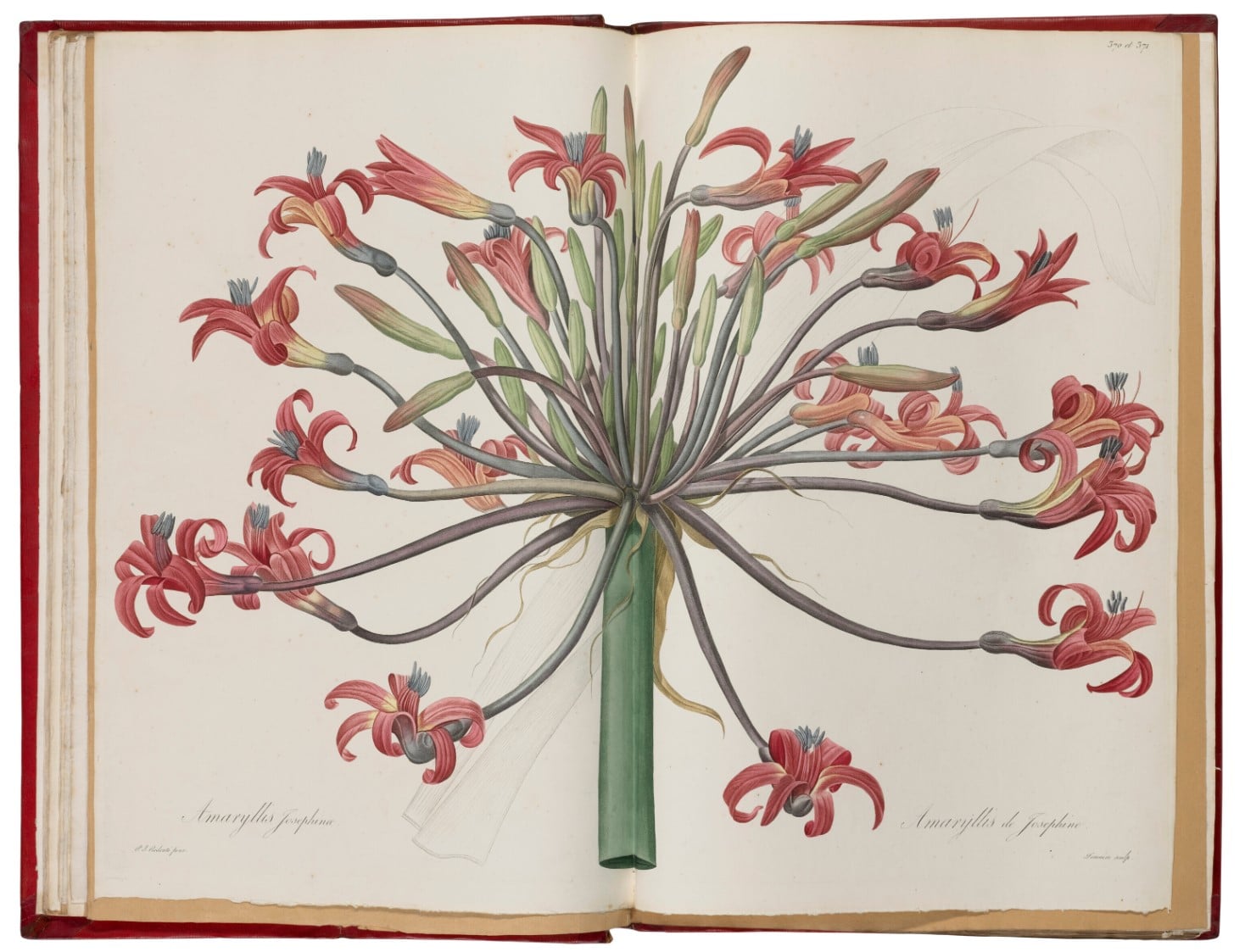 Many botanical prints were preserved in bound folios