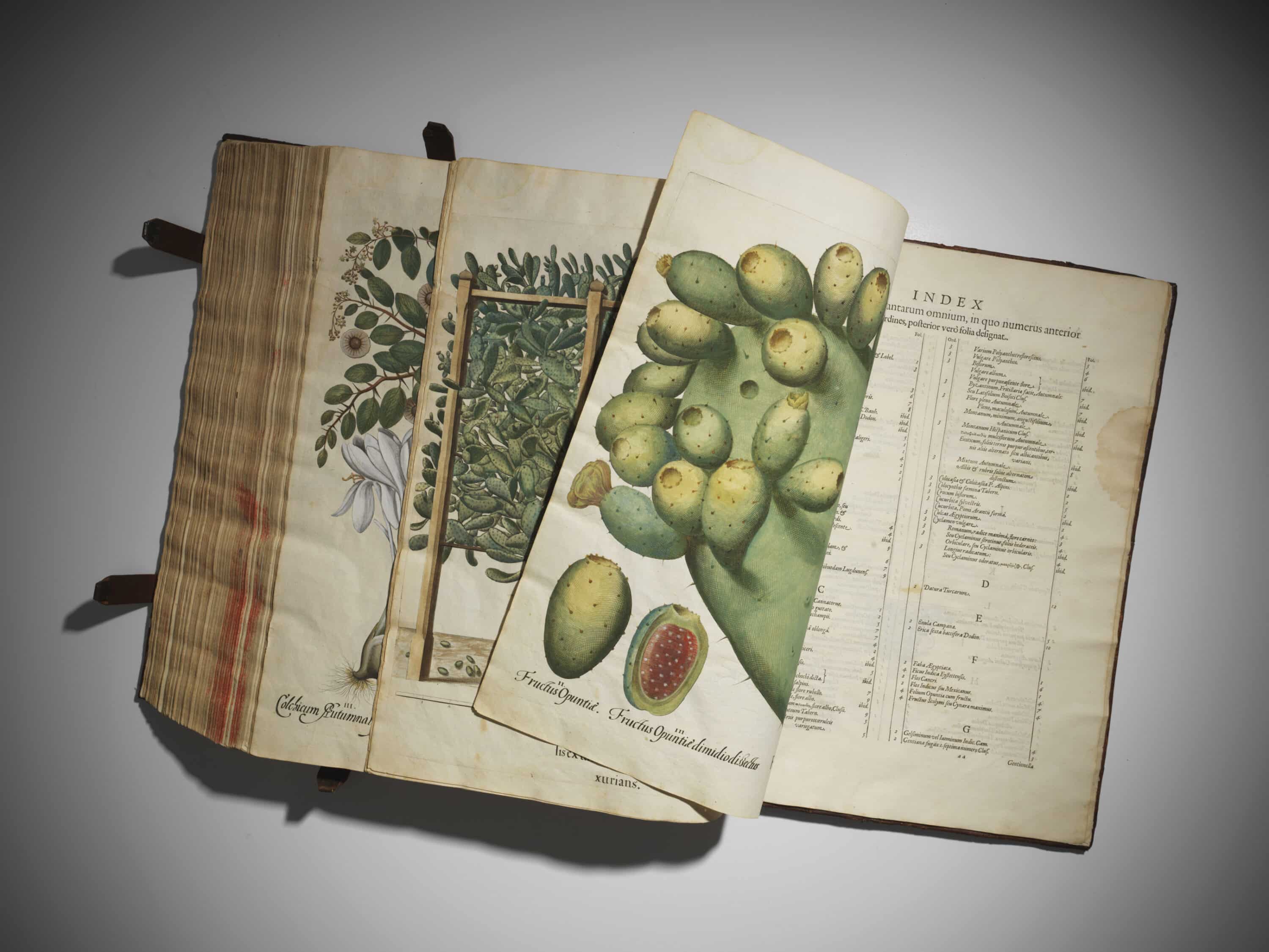 Besler's Hortus Eystettensis sold at Christies in 2016 for GBP 1,930,500