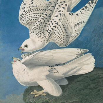 Birds of America