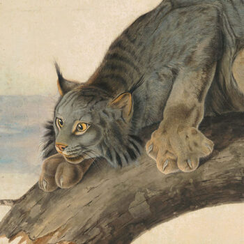 Viviparous Quadrupeds