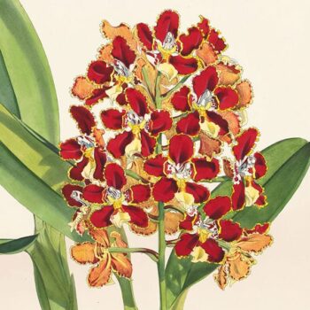 BOTANICAL ART 【import品】 BOTANICAL ART 【import品】