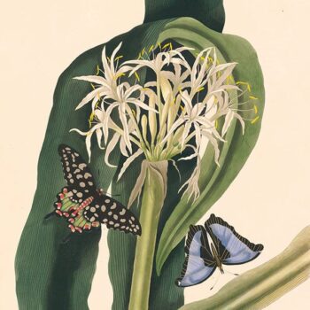 A Selection of Hexadrian Plants – Antique Originals