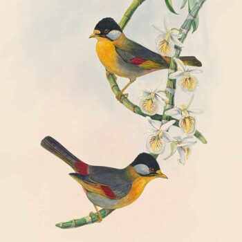 Birds of Asia - Antique Originals
