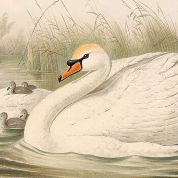 Birds of Great Britain - Antique Originals