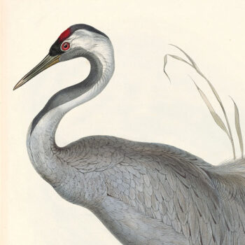 Birds of Europe - Antique Originals