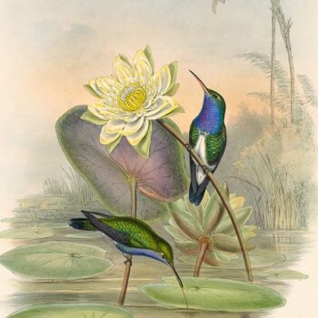 Family of Hummingbirds - Antique Originals