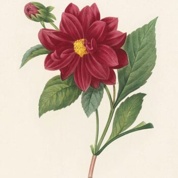 Choix des plus belles Fleurs - Oppenheimer Editions
