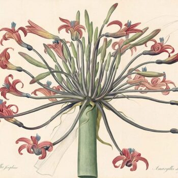 The Historical Significance of Botanical Illustration