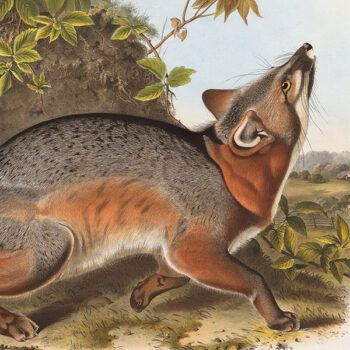 Quadruped Imperial Bowen Edition – Oppenheimer Field Museum Edition