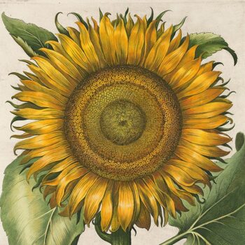 Botanical Art