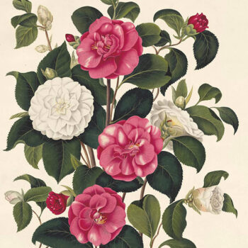 Monograph of the Genus Camellia – Oppenheimer Kew Gardens Edition