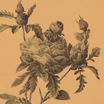 Ochre Les Roses - Antique Originals