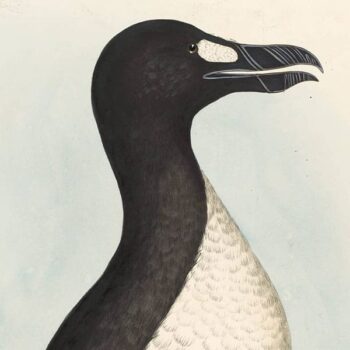 British Ornithology Volume 2, Water Birds- Antique Originals