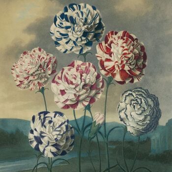The Temple of Flora - Antique Originals