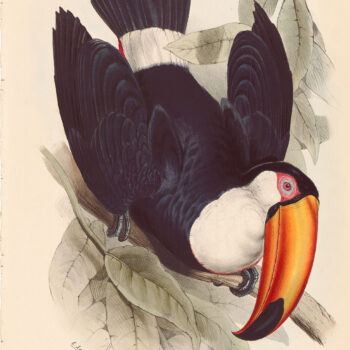 Family of Toucans 1st Ed – Antique Originals