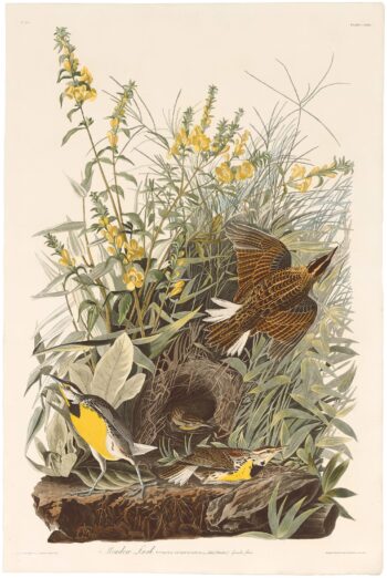 Audubon Havell Ed. Plate 136, Meadow Lark