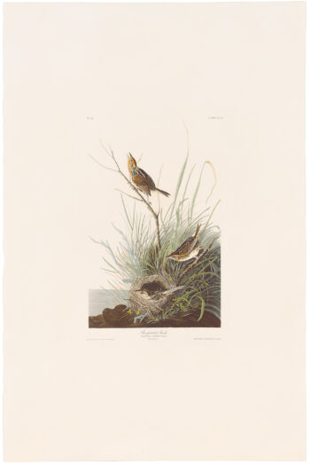 Audubon Havell Plate 149 Sharp-tailed Finch