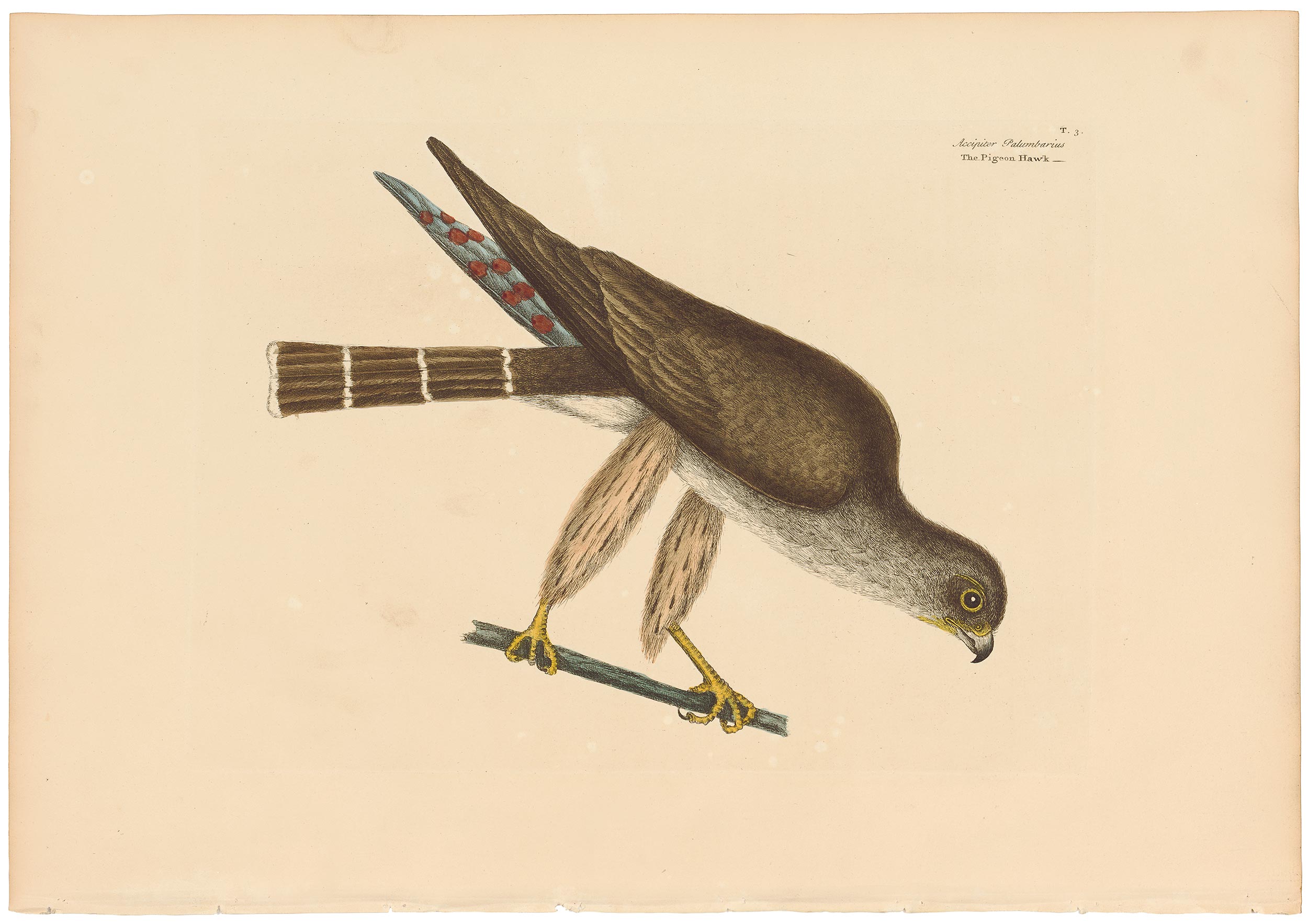 Catesby 1771, Vol. 1 Pl. 3, The Pigeon Hawk